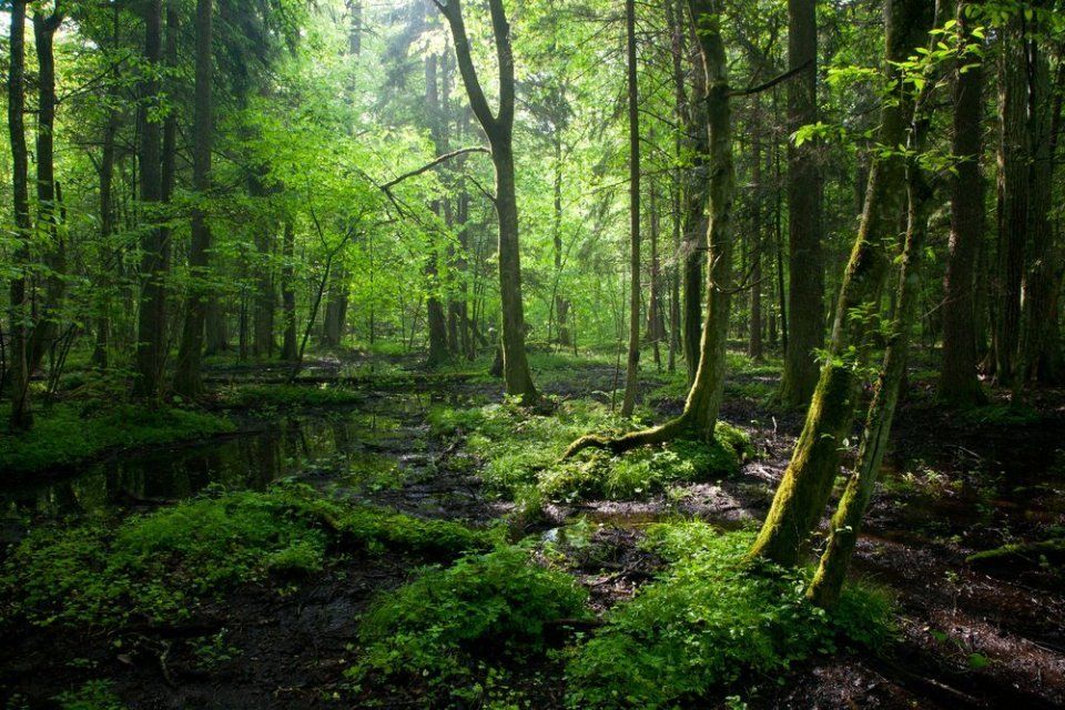 Uno scorcio della foresta di Białowieża