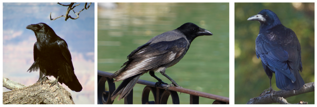 Diverse specie di corvi. Da sinistra: Corvo imperiale (C. corax), Cornacchia grigia (C. cornix) e Corvo comune (C. frugilegus)