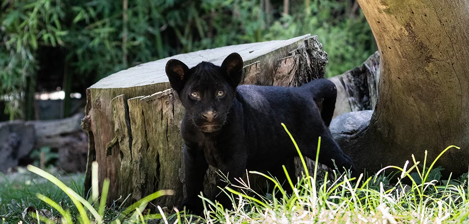 Victor, il cucciolo di giaguaro (Panthera onca) melanico nato nel 2023 allo Zoo di Napoli (2023) e primo caso di nascita nei giardini zoologici italiani da tanto tempo