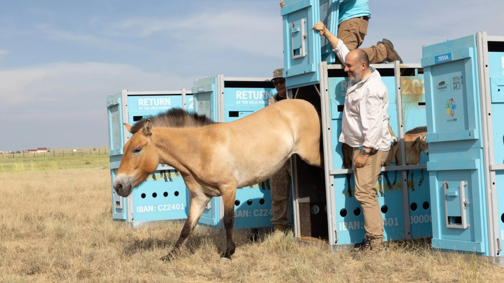 Liberazione di un individuo di cavallo di Przewalski (Equus ferus przewalskii)