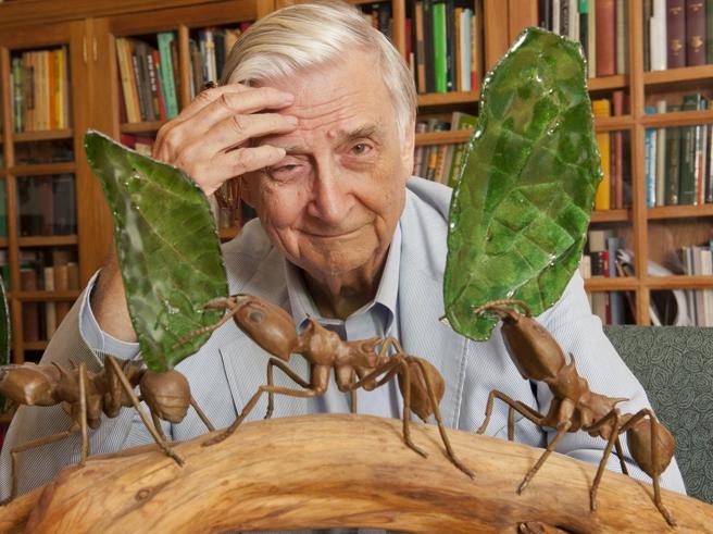 Il biologo ed entomologo americano Edward Osborne Wilson (1929-2021), noto soprattutto come fondatore della sociobiologia