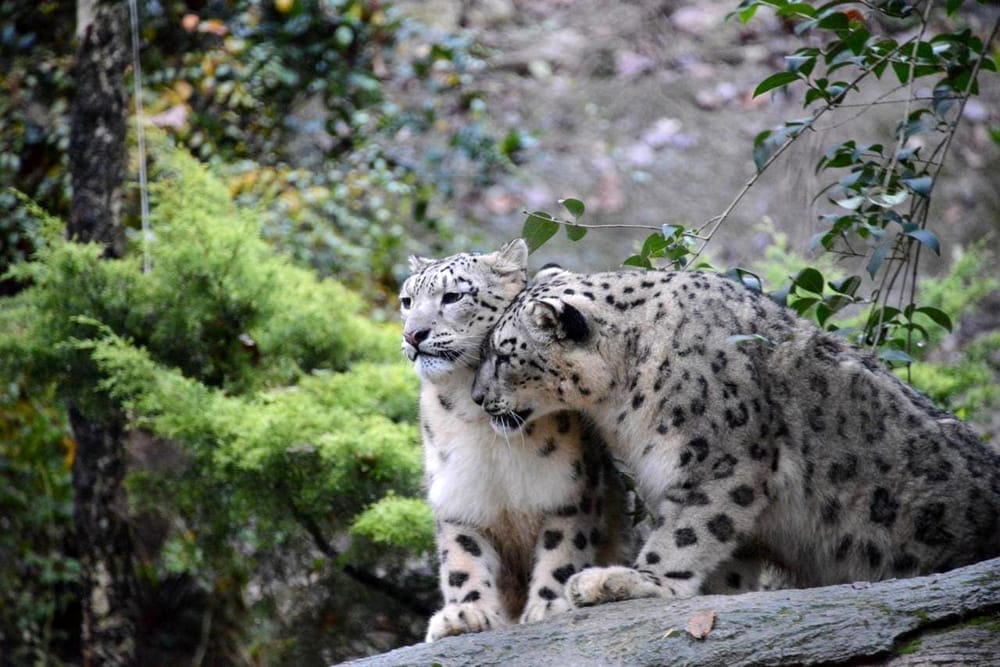 Nudan e Samira, la coppia di leopardo delle nevi (Panthera uncia) ospite del Parco Natura Viva (VR)
Nei giardini zoologici italiani sono attualmente presenti 8 individui di questa specie