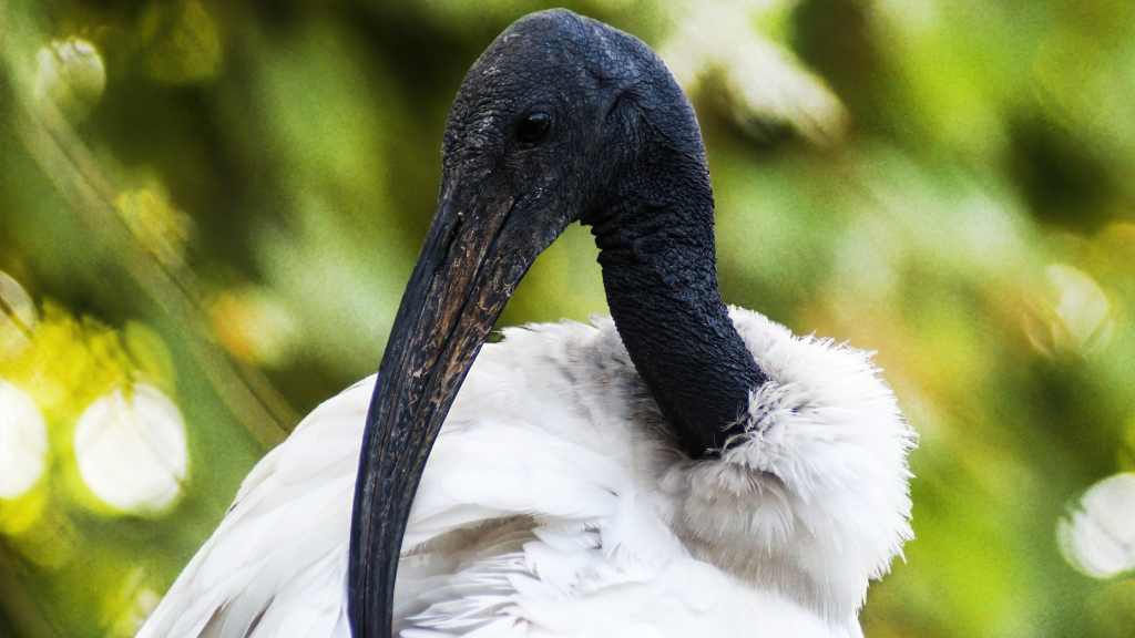 Ibis sacro (Threskiornis aethiopicus)