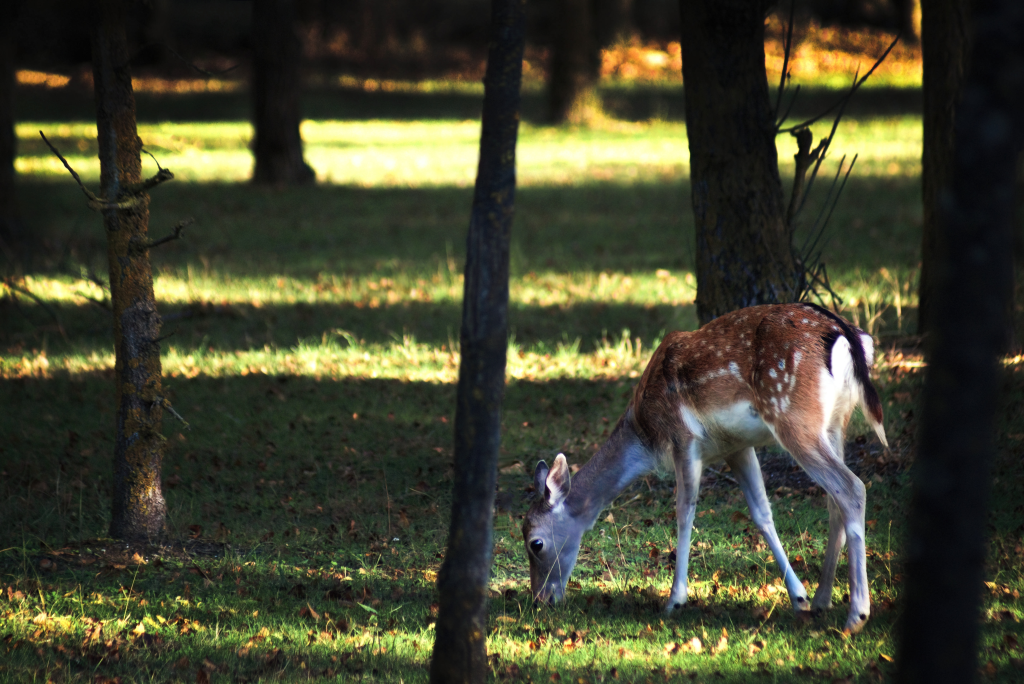 Il daino (Dama dama) è ormai considerato come una specie alloctona naturalizzata in Italia e può raggiungere localmente densità anche molto elevate, entrando in competizione con le specie autoctone