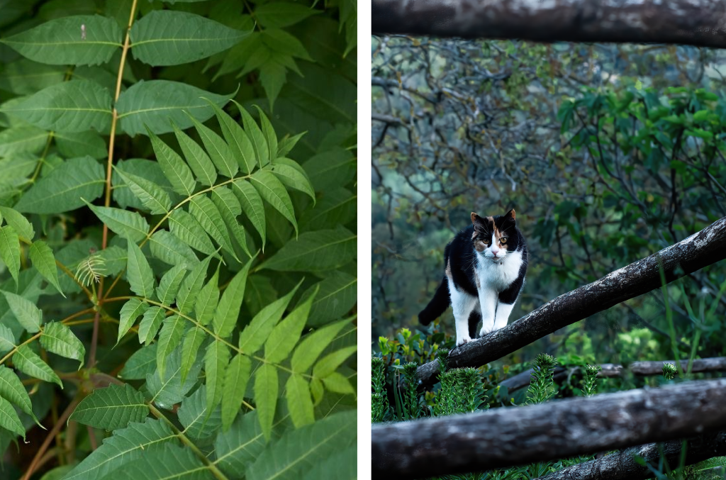 A sinistra: Il fogliame dell’Ailanto (Ailanthus altissima); A destra: un esemplare femmina di gatto domestico (Felis silvestris catus)